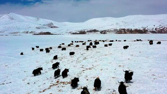 西藏雪山牦牛群视频素材模板下载