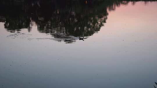 翠湖平静的傍晚视频素材模板下载