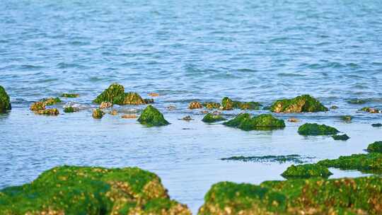 湛江海边退潮后的礁石海浪与绿色海草苔藓