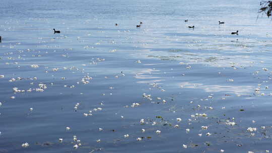 【精品】大理海菜花湖泊洱海倒影野鸭子