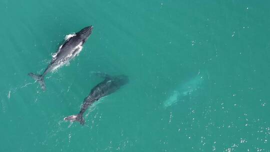 无人机航拍澳大利亚座头鲸视频素材模板下载