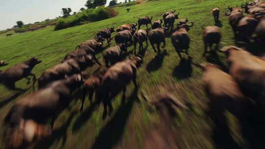 非洲大草原牛在奔跑航拍视频素材模板下载