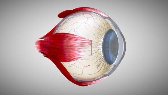 眼球 眼镜 医学 眼球结构 眼
