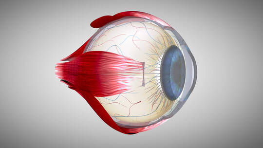 眼球 眼镜 医学 眼球结构 眼视频素材模板下载