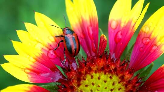 走在花瓣上的甲虫