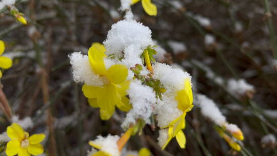 移动镜头雪后迎春花