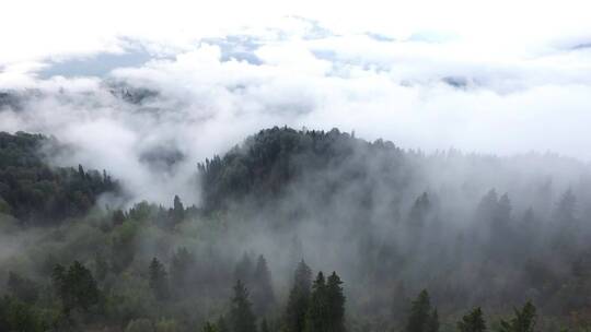 云雾缭绕的松林鸟瞰