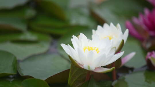 雨中水莲 莲花 睡莲 水莲