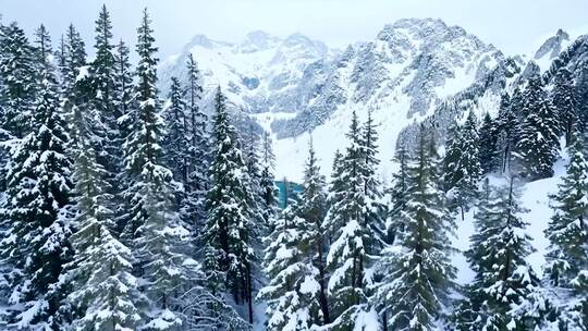 被雪覆盖的山林风景