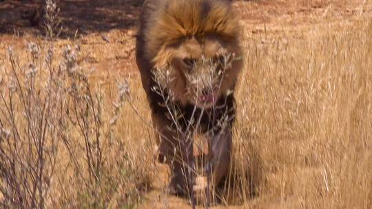 头雄狮走在大草原上寻找食物