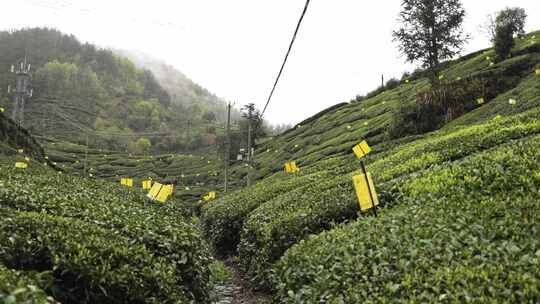 茶叶地茶山