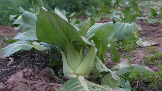 蔬菜种植  有机蔬菜 绿色 青菜 菜地  菜园