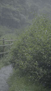 雨天田园升格竖屏素材