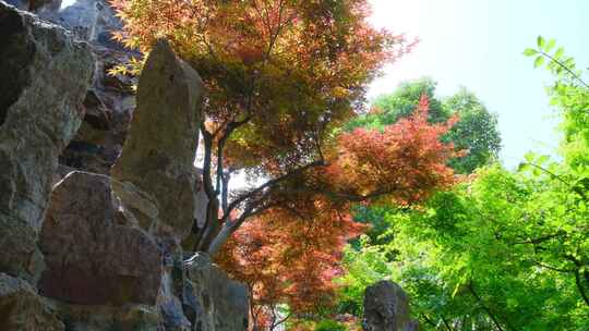 秋天枫叶红叶绿树与岩石假山景观