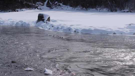 冬季喀纳斯晨雾雪蘑菇雾凇冰河野鸭雪山森林