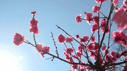 春天阳光下盛开的梅花视频素材模板下载