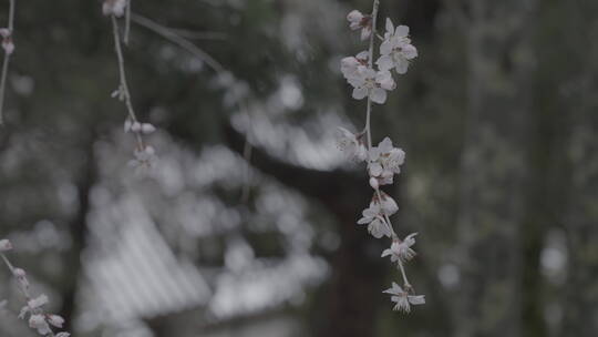 北京雪景 北京下雪