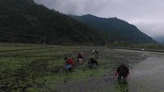 雷波马湖莼菜