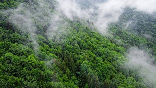 森林鸟瞰森林绿肺迷雾雾气