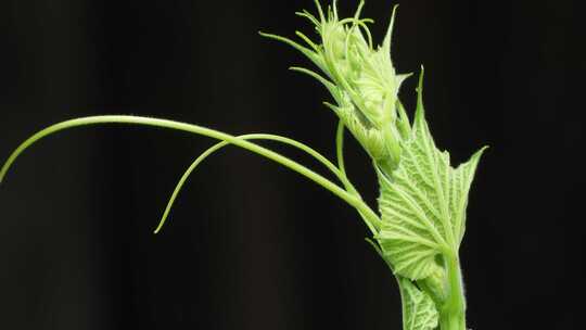 瓶葫芦植物叶子。