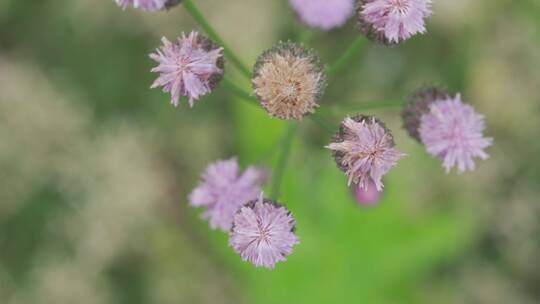 城市内的花——泥胡菜