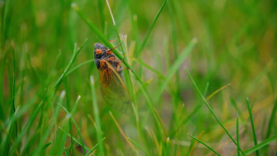 蝉从地上冒出来蝉坐在草地上微距镜头