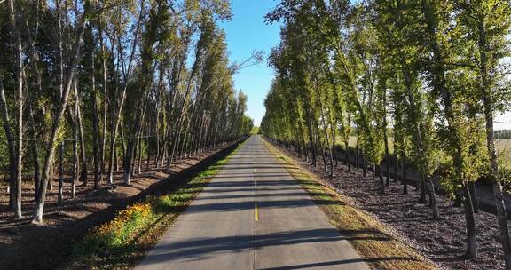 两边是白桦树的乡村道路航拍