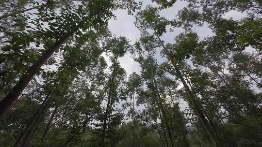 森林穿梭树林仰拍树木上升视角丛林原始森林