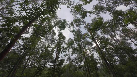 森林穿梭树林仰拍树木上升视角丛林原始森林视频素材模板下载