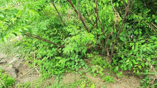 农村花草树木房屋绿色植物菜园