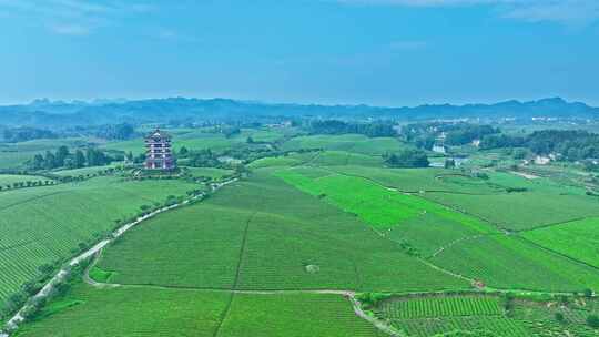 4K贵州遵义湄潭茶海航拍