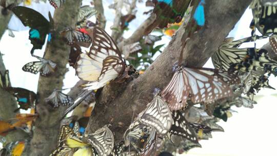 植物园蝴蝶标本