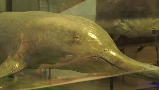鲸鱼海豚标本模型深海生物视频素材模板下载