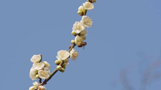 春天阳光下盛开的白色梅花和蜜蜂