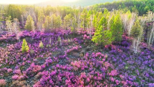 绽放在内蒙古火山岩上的杜鹃花