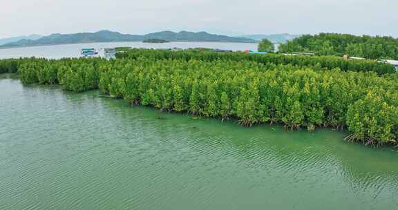 盐洲红树林保护区惠东候鸟白沙村