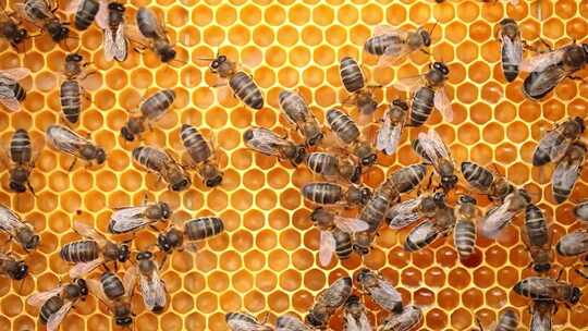 春天的养蜂场蜜蜂蜂群飞舞