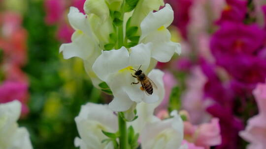 蜜蜂飞舞采花粉采蜜 金鱼草花丛中视频素材模板下载