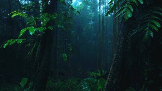 大自然热带雨林风景