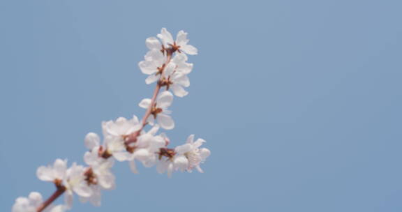 蜜蜂采蜜蝴蝶飞舞盛开花朵