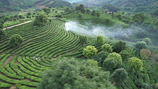 云南普洱茶山