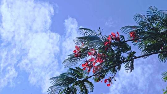 红花海棠花蓝天空镜