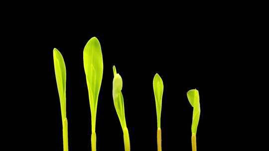 植物种子生根发芽