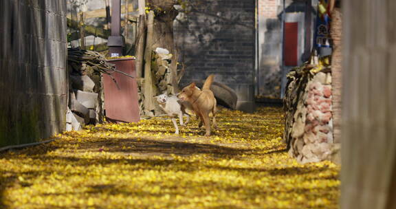 落满银杏叶的巷子里两只狗在嬉戏