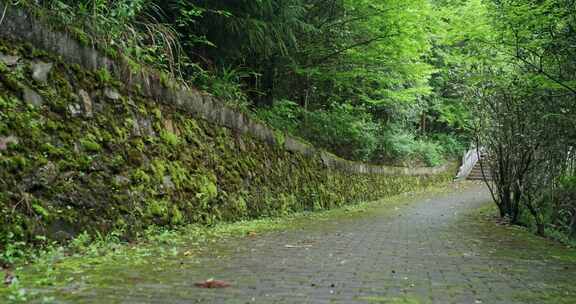 幽静的林间小路4I3A6008