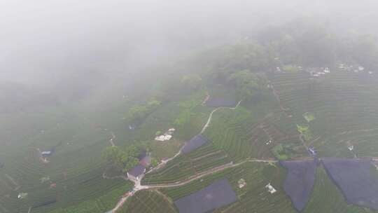 杭州西湖翁家山龙井茶园云雾风光