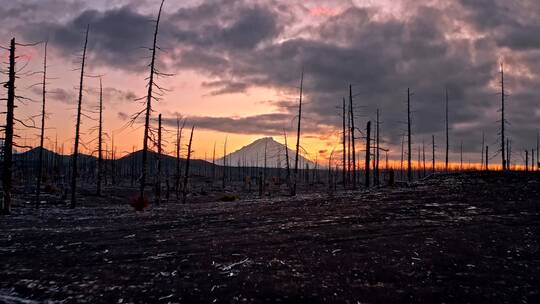 火山上荒无人烟的树林视频素材模板下载