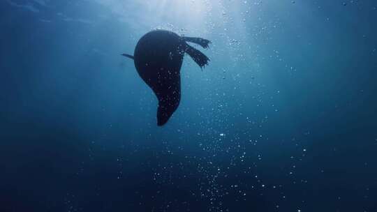 海洋生物游泳的海豹