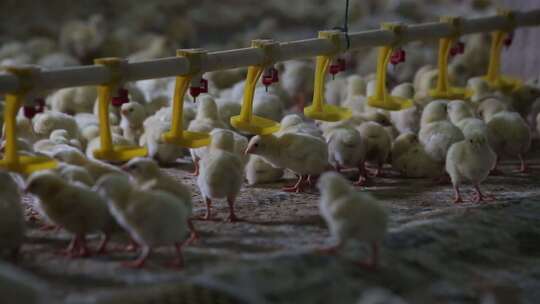 好多小鸡崽子  饲养 鸡场视频素材模板下载