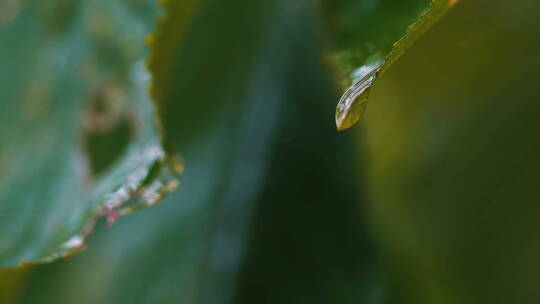 从叶子边缘滴下的水滴视频素材模板下载
